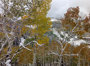 Winter trees in Park City Utah